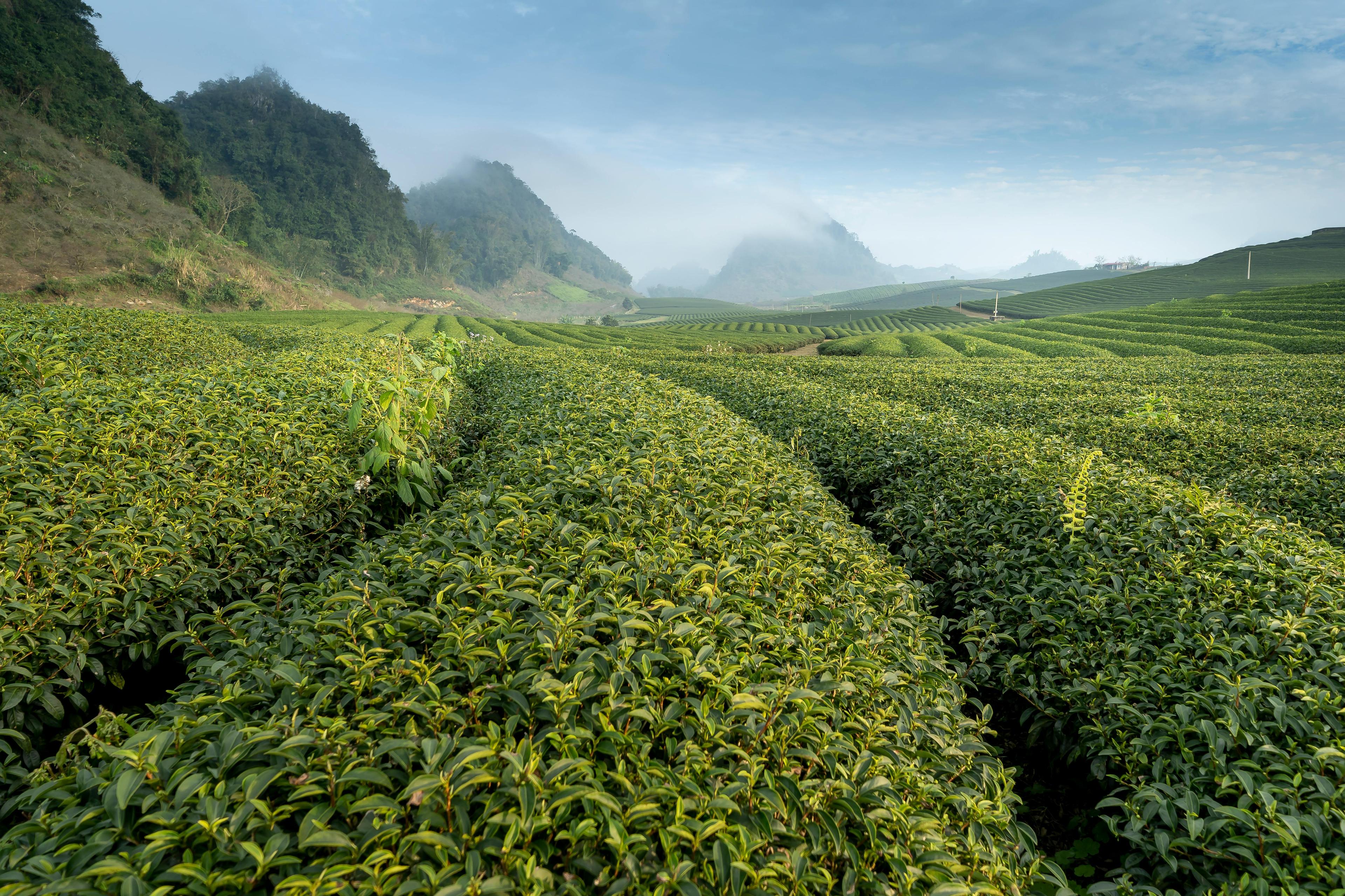 Lush tea gardens in the mountains with morning mist