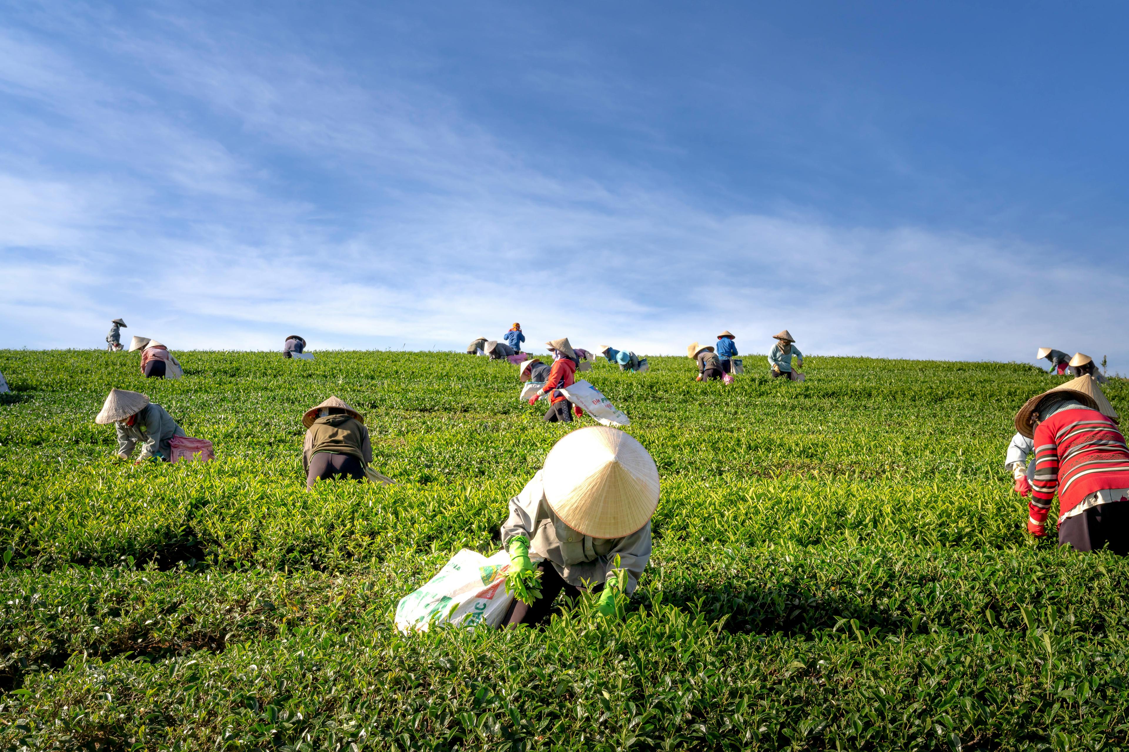 Harvested with Heart - Graceful Leaf Tea