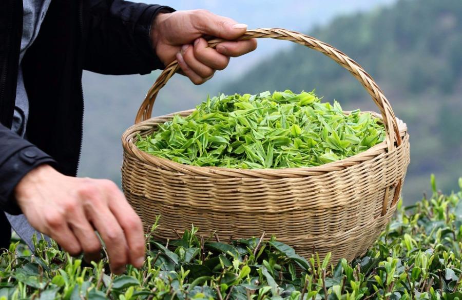 Graceful Leaf Tea Harvest in Jalpaiguri