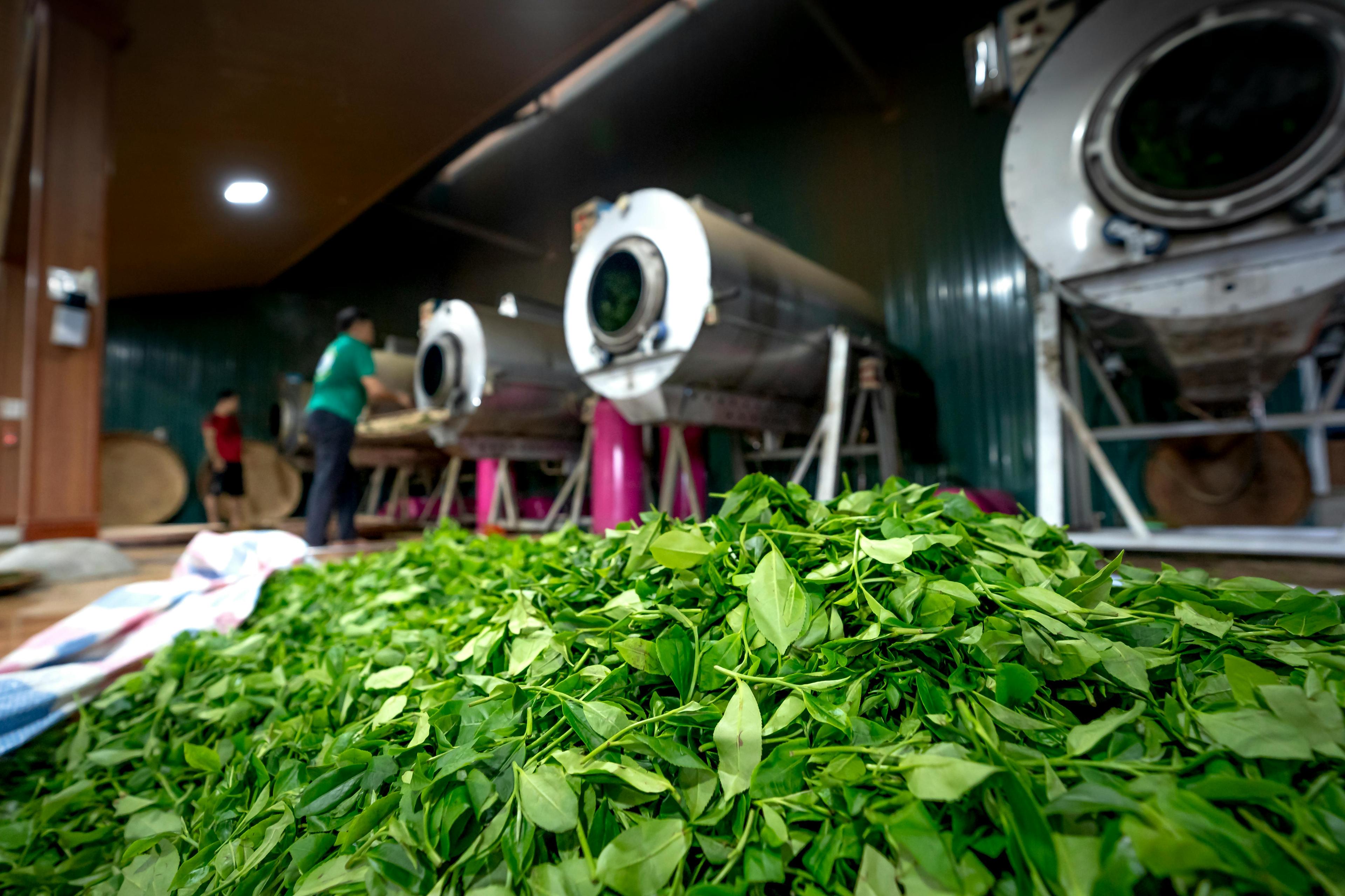 Mindful Processing - Graceful Leaf Tea