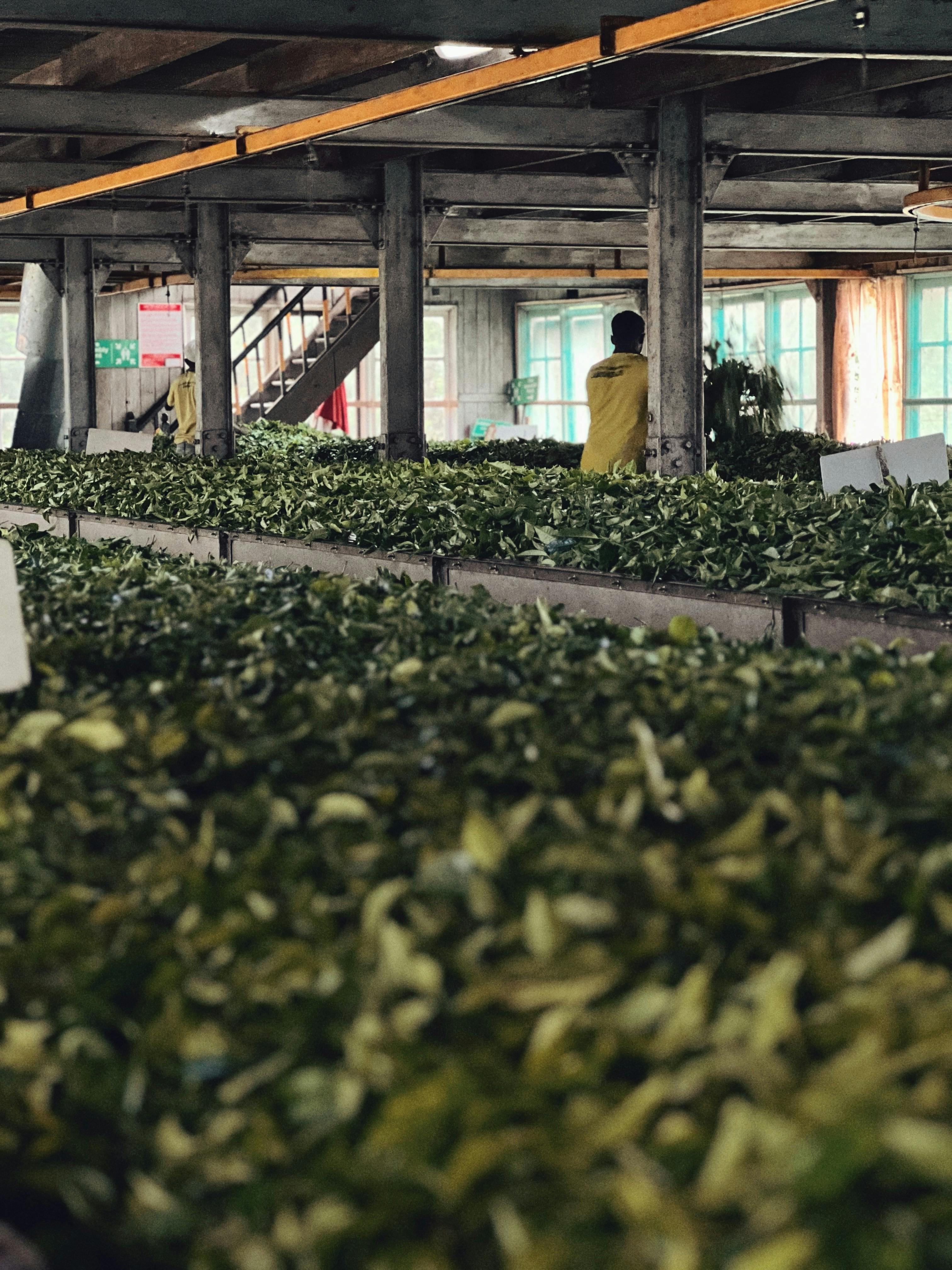 Crafted by Hands That Care - Graceful Leaf Tea